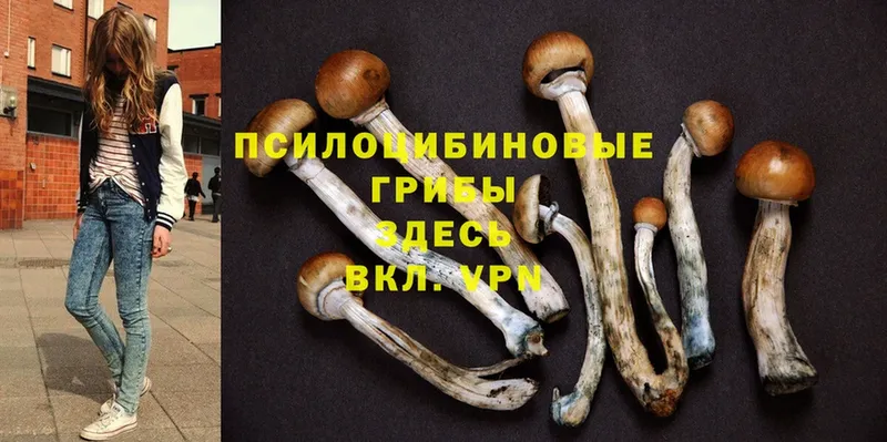 магазин продажи наркотиков  Малоархангельск  Псилоцибиновые грибы Magic Shrooms 